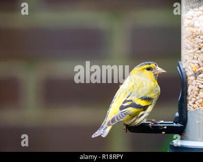 Mâle adulte, Spinus spinus siskin eurasien, assis sur mangeoire de jardin, Pays-Bas Banque D'Images