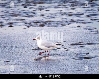 Des profils mouette, Chroicocephalus ridibundus, en plumage non-reproduction de patauger dans des eaux peu profondes, Pays-Bas Banque D'Images