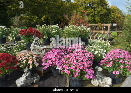 Chrysanthèmes colorés à vendre à Setley Ridge Vineyard garden centre, Hampshire, Royaume-Uni Banque D'Images