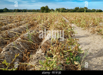 En été, la sécheresse détruit les pommes de terre cultivées à Soest, Rhénanie du Nord-Westphalie, Allemagne. Les plantes sont séchées dans les rangs de la Banque D'Images