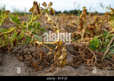 En été, la sécheresse détruit les pommes de terre cultivées à Soest, Rhénanie du Nord-Westphalie, Allemagne. Les plantes sont séchées dans les rangs de la Banque D'Images