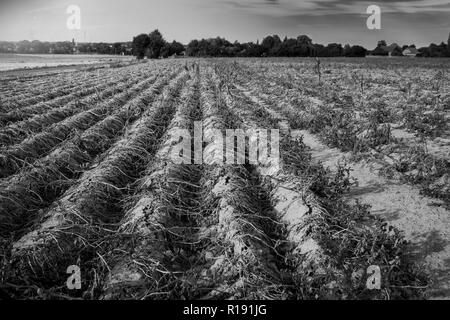 En été, la sécheresse détruit les pommes de terre cultivées à Soest, Rhénanie du Nord-Westphalie, Allemagne. Les plantes sont séchées dans les rangs de la Banque D'Images