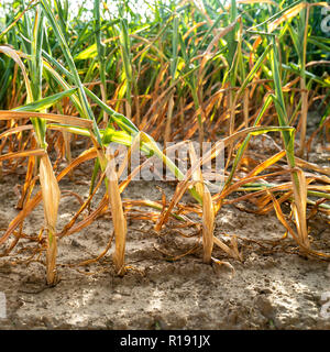 En été, la sécheresse détruit le maïs cultivé à Soest, Rhénanie du Nord-Westphalie, Allemagne. Les plantes se dessèchent à partir du bas vers le haut. L Banque D'Images