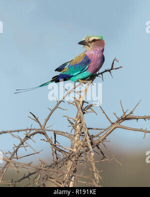 Portrait d'un -Lilas breasted Roller perché sur une branche Banque D'Images