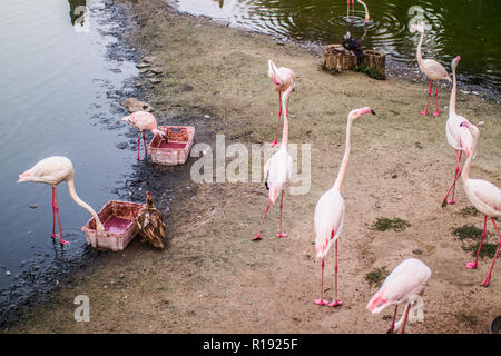 Plusieurs flamants roses sur un cap sandy près du lac. Banque D'Images