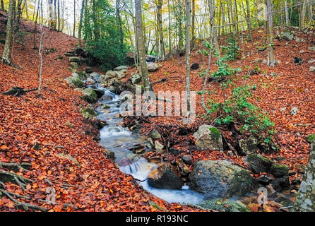 Automne forêt de hêtres avec Creek partout dans le Parc Naturel du Montseny, Catalogne Banque D'Images