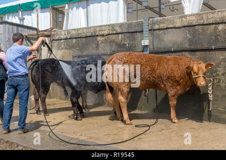 Le refroidissement et le nettoyage pour les bovins au Great Yorkshire Show harrowgate Banque D'Images