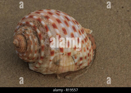 Belle coquille tachetée échoués sur la plage d'Asie Banque D'Images