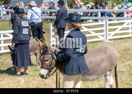 Âne showground de la Grande Yorkshire Show Harrowgate Banque D'Images