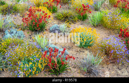 La floraison des fleurs sauvages sur l'affichage dans les jardins botaniques Kings Park Perth Western Australia Banque D'Images