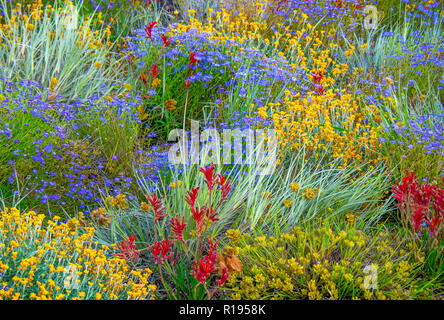 La floraison des fleurs sauvages sur l'affichage dans les jardins botaniques Kings Park Perth Western Australia Banque D'Images