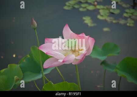 Fleur de Lotus rose en fleurs dans un étang Banque D'Images