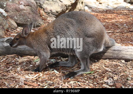 Wallaby à cou rouge dans le Zoo Taronga, Sydney Banque D'Images