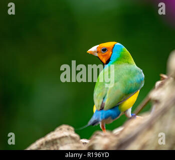 Un incroyable coup d'un Gouldian Finch perché sur un journal Banque D'Images