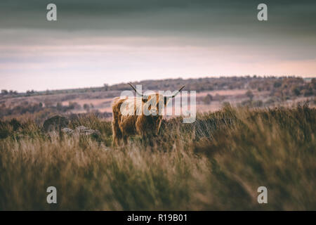 Highland cattle dans le Peak District Banque D'Images