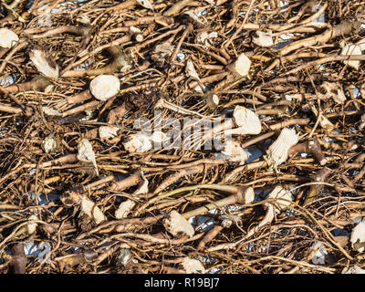 Les racines de kava kava, Piper methysticum, séchage au soleil sur l'île de Taveuni, République de Fidji. Banque D'Images