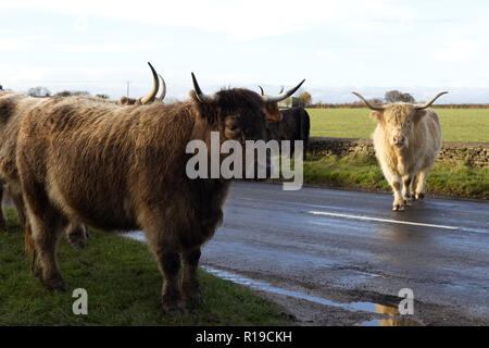 Les vaches Highland sur un chemin de campagne en Angleterre Banque D'Images