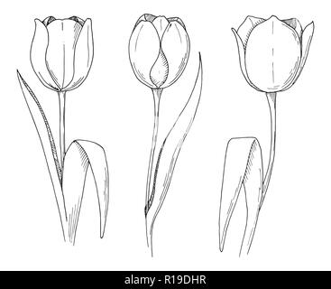 Croquis de fleurs de printemps. Tulipes isolé sur fond blanc. Vector illustration Illustration de Vecteur
