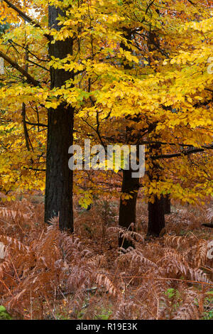 Hêtre d'automne & bracken tournantes dans Crooksbury woods sur la route entre l'hôtel Elstead & Seale, près de Farnham et Godalming, Surrey, Angleterre Banque D'Images