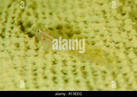 Fan-Sponge Ghostgoby, Pleurosicya elongata, sur l'hôte Eponge d'éléphant, Ianthella basta, site de plongée Rojos, Lembeh Straits, Sulawesi,Indonésie Banque D'Images