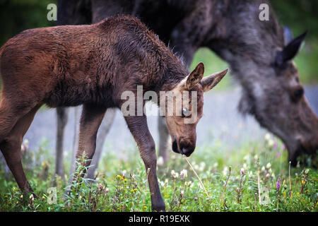 Deux orignaux de l'Alaska (Amérique du Nord) ou elk (Eurasie), Alces alces gigas dans le parc national Denali, en Alaska Banque D'Images