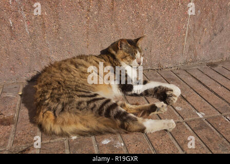 Un marocain chat posant au soleil sur la rue. Essaouira, Maroc. Banque D'Images