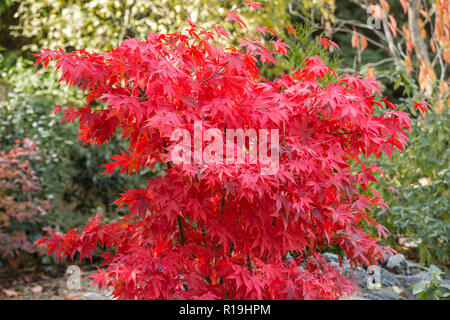 Acer palmatum Osakazuki, un érable japonais en pleine couleur rouge à côté d'un étang dans un jardin en automne Devon Banque D'Images