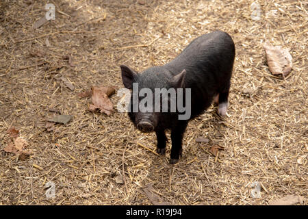 Cute Young Vietnamese pot-bellied pig curieux, à la recherche dans l'appareil. Photo en gros plan. Banque D'Images