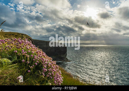 Falaises à tête de Mull, Deerness nature reserve, Orkney Banque D'Images