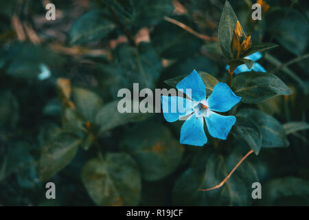 Close-up d'un cas isolé et fleur bleue de vinca major avec feuilles background Banque D'Images