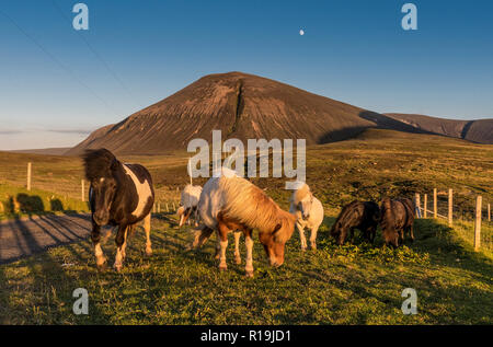 Avis de Ward Hill, avec cottage, Hoy, Orkney Shetland avec Poinies Banque D'Images