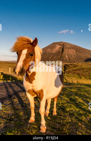 Avis de Ward Hill, avec cottage, Hoy, Orkney Shetland avec Poinies Banque D'Images