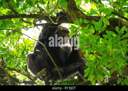 Chimpanzé (Pan troglodytes) chimpanzé sur un grand arbre, le parc national de Kibale, en Ouganda Banque D'Images