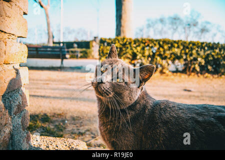 Chat gris errant dans un parc de la ville Banque D'Images