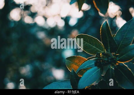 Ligustrum lucidum de feuilles vert dans la nature Banque D'Images