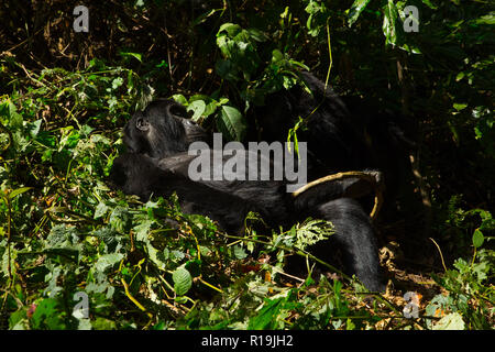 Gorille de montagne (Gorilla beringei beringei) les gorilles de Bwindi en Ouganda, réserve Banque D'Images