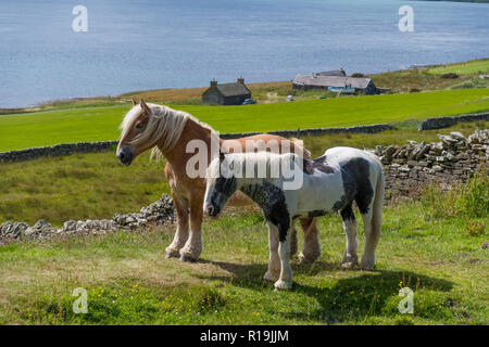 Beaux poneys en été sur les pâturages Rousay, Orkney Banque D'Images