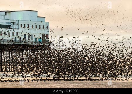 Starling Murmuration, Blackpool, Lancashire. Le 10 novembre 2018. Dernière Valse avant le coucher pour les milliers d'étourneaux l'exercice de leurs compétences de vol acrobatique avant de se percher pour la nuit sous la jetée nord de Blackpool. Avec les températures en chute libre alors que la nuit tombe, les masses d'étourneaux croître en nombre chaque jour. L'un des rares murmuration sites au Royaume-Uni, la jetée du Nord assure un parfait refuge pour les milliers d'oiseaux chaque nuit. Credit : Cernan Elias/Alamy Live News Banque D'Images