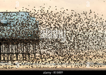 Starling Murmuration, Blackpool, Lancashire. Le 10 novembre 2018. Dernière Valse avant le coucher pour les milliers d'étourneaux l'exercice de leurs compétences de vol acrobatique avant de se percher pour la nuit sous la jetée nord de Blackpool. Avec les températures en chute libre alors que la nuit tombe, les masses d'étourneaux croître en nombre chaque jour. L'un des rares murmuration sites au Royaume-Uni, la jetée du Nord assure un parfait refuge pour les milliers d'oiseaux chaque nuit. Credit : Cernan Elias/Alamy Live News Banque D'Images