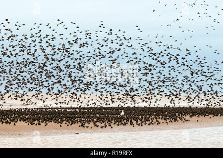 Starling Murmuration, Blackpool, Lancashire. Le 10 novembre 2018. Dernière Valse avant le coucher pour les milliers d'étourneaux l'exercice de leurs compétences de vol acrobatique avant de se percher pour la nuit sous la jetée nord de Blackpool. Avec les températures en chute libre alors que la nuit tombe, les masses d'étourneaux croître en nombre chaque jour. L'un des rares murmuration sites au Royaume-Uni, la jetée du Nord assure un parfait refuge pour les milliers d'oiseaux chaque nuit. Credit : Cernan Elias/Alamy Live News Banque D'Images