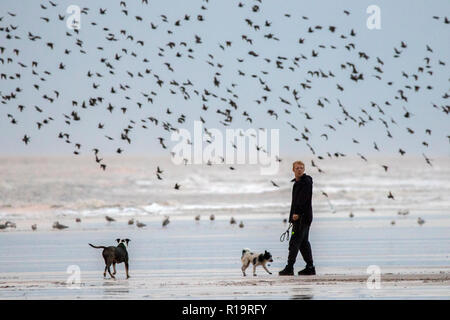 Starling Murmuration, Blackpool, Lancashire. Le 10 novembre 2018. Dernière Valse avant le coucher pour les milliers d'étourneaux l'exercice de leurs compétences de vol acrobatique avant de se percher pour la nuit sous la jetée nord de Blackpool. Avec les températures en chute libre alors que la nuit tombe, les masses d'étourneaux croître en nombre chaque jour. L'un des rares murmuration sites au Royaume-Uni, la jetée du Nord assure un parfait refuge pour les milliers d'oiseaux chaque nuit. Credit : Cernan Elias/Alamy Live News Banque D'Images