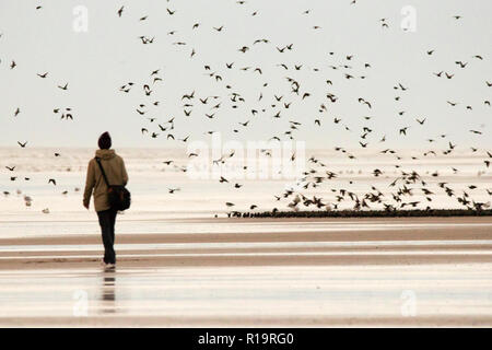 Starling Murmuration, Blackpool, Lancashire. Le 10 novembre 2018. Dernière Valse avant le coucher pour les milliers d'étourneaux l'exercice de leurs compétences de vol acrobatique avant de se percher pour la nuit sous la jetée nord de Blackpool. Avec les températures en chute libre alors que la nuit tombe, les masses d'étourneaux croître en nombre chaque jour. L'un des rares murmuration sites au Royaume-Uni, la jetée du Nord assure un parfait refuge pour les milliers d'oiseaux chaque nuit. Credit : Cernan Elias/Alamy Live News Banque D'Images