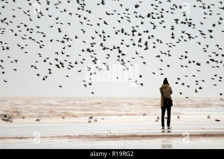 Starling Murmuration, Blackpool, Lancashire. Le 10 novembre 2018. Dernière Valse avant le coucher pour les milliers d'étourneaux l'exercice de leurs compétences de vol acrobatique avant de se percher pour la nuit sous la jetée nord de Blackpool. Avec les températures en chute libre alors que la nuit tombe, les masses d'étourneaux croître en nombre chaque jour. L'un des rares murmuration sites au Royaume-Uni, la jetée du Nord assure un parfait refuge pour les milliers d'oiseaux chaque nuit. Credit : Cernan Elias/Alamy Live News Banque D'Images