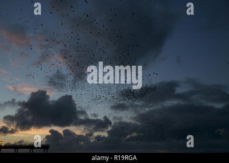 Aberystwyth,UK,10 novembre 2018,Caisses Murmuration à Aberystwyth, Pays de Galles, que les couchers de soleil sur un après-midi d'automne des centaines d'étourneaux forment les modèles et formes étonnantes comme ils l'ensemble du groupe avant de passer sous la jetée pour se percher pour la nuit.Credit : Keith Larby/Alamy Live News Banque D'Images