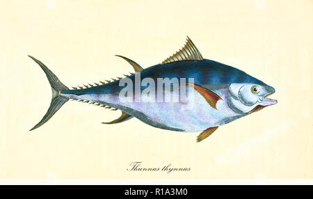 Image de couleurs anciennes du Thon rouge (Thunnus thynnus), vue latérale du gros poisson bleuâtre, élément isolé sur fond blanc. Par Edward Donovan. Londres 1802 Banque D'Images