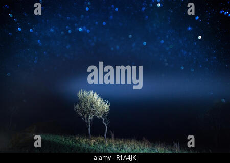 Arbre sous voie lactée d'étoiles. Arbre en étoile couvercle du ciel nocturne. Banque D'Images