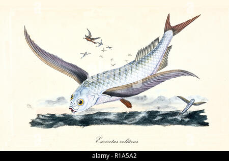 Image de couleurs antiques de Flyingfish (Exocoetus volitans), détail des poissons voler au-dessus de la mer avec ses ailes, l'élément isolé sur fond blanc. Par Edward Donovan. Londres 1802 Banque D'Images