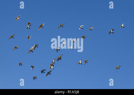 Pigeons dans la ville urbaine troupeau en vol Banque D'Images