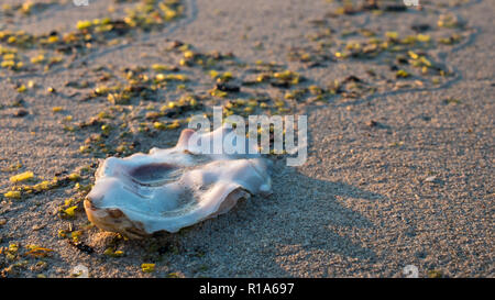 D'huîtres sur une plage de sable fin avec des algues éclairée par une lumière dorée au coucher du soleil à La Magdalena Beach de Cedeira, Galice Banque D'Images