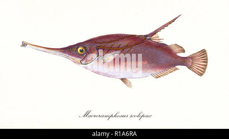 Image de couleurs antiques de sébastolobe snipefish (Macroramphosus scolopax), vue latérale du poisson rouge avec son étrange nez long, isolé sur fond blanc. Par Edward Donovan. Londres 1802 Banque D'Images